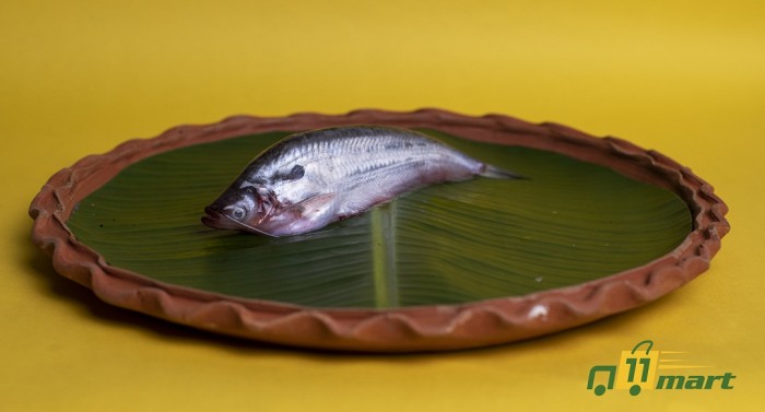 Pabda Fish - পাবদা  মাছ