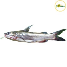 Long-whiskered-catfish arr mach