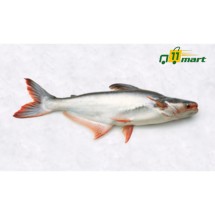 Pangasius Fish/পাঙ্গাস মাছ